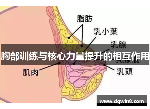 胸部训练与核心力量提升的相互作用